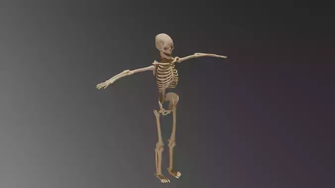 Skeleton character - Rigged - Textured
