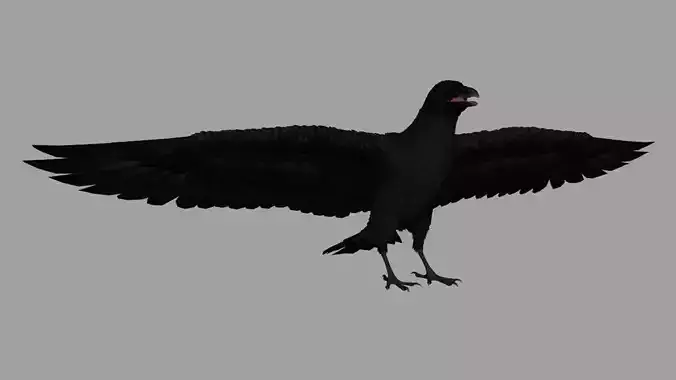 Crow Bird Dove 3D model