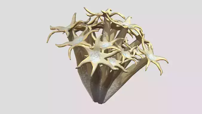 Organ Pipe Coral Low Poly