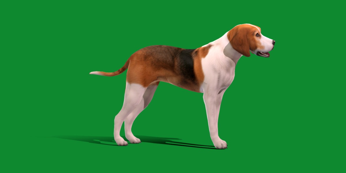 American Foxhound Dog Low-poly 3D model_4