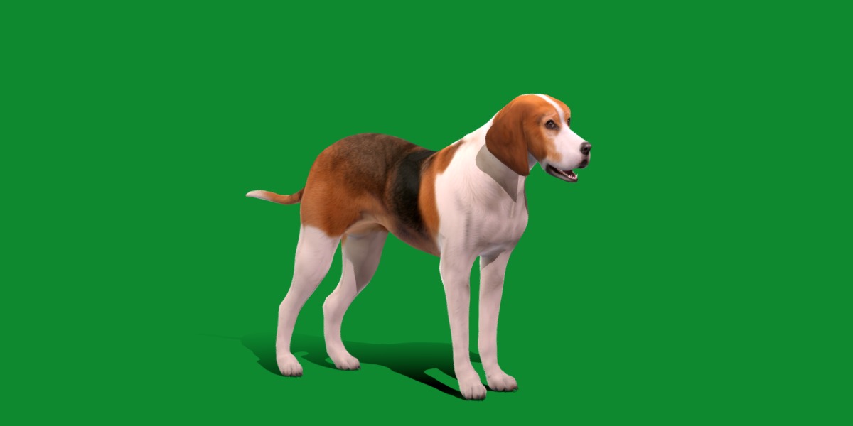 American Foxhound Dog Low-poly 3D model_27