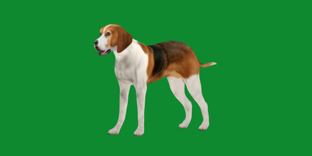 American Foxhound Dog Low-poly 3D model_16