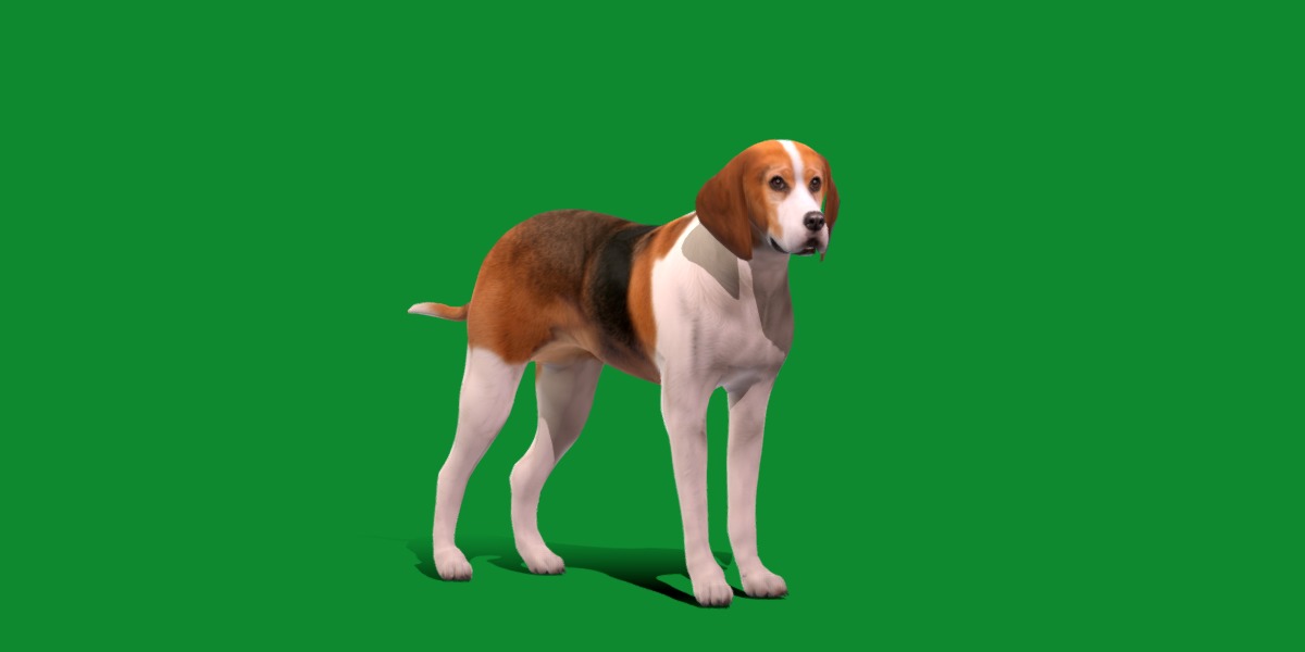 American Foxhound Dog Low-poly 3D model_13