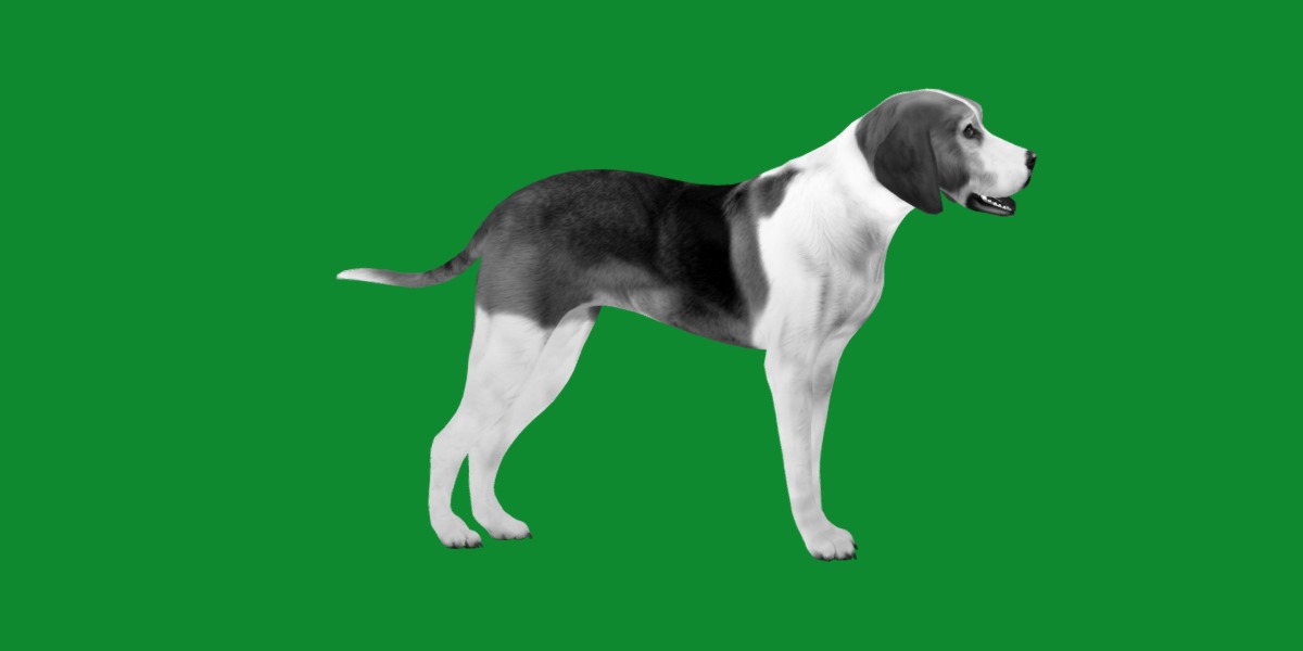 American Foxhound Dog Low-poly 3D model_6