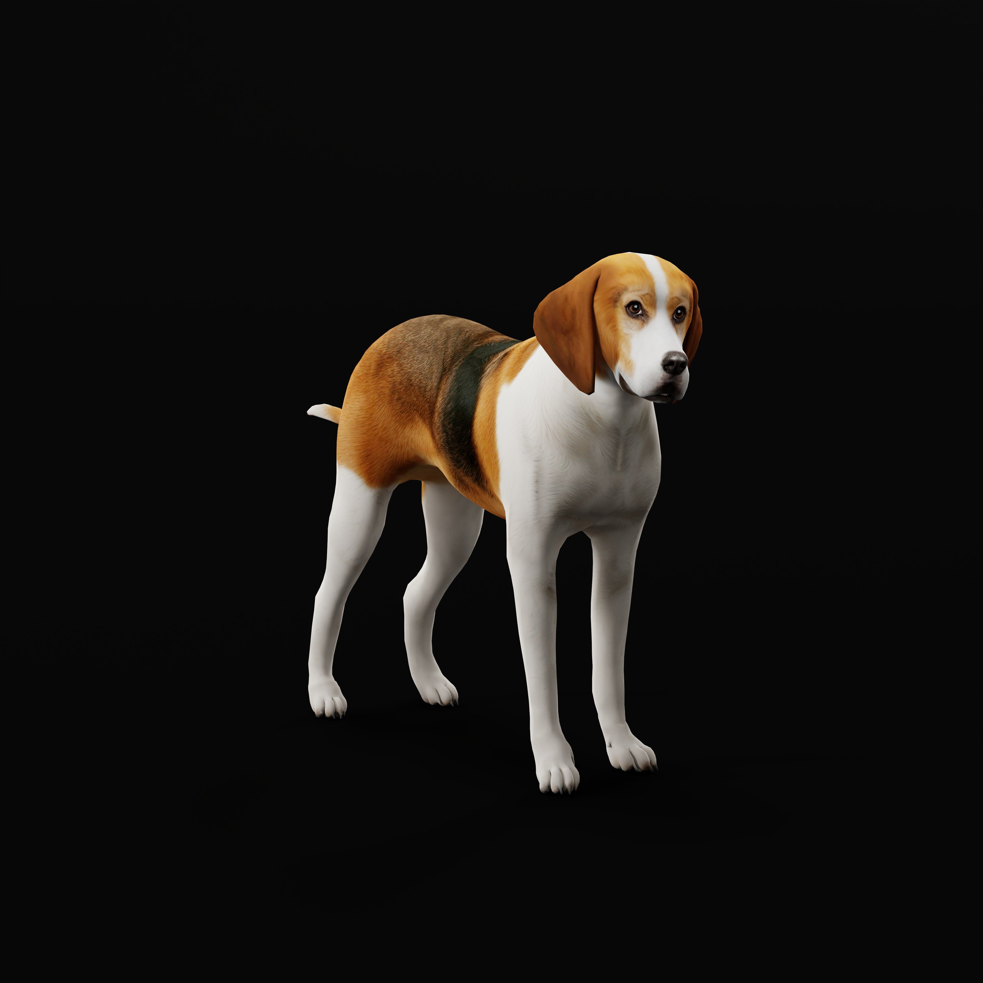 American Foxhound Dog Low-poly 3D model_34