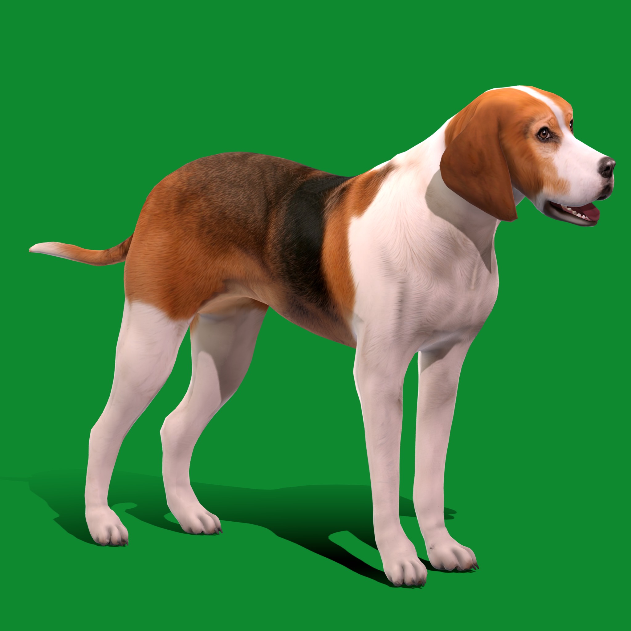 American Foxhound Dog Low-poly 3D model_18