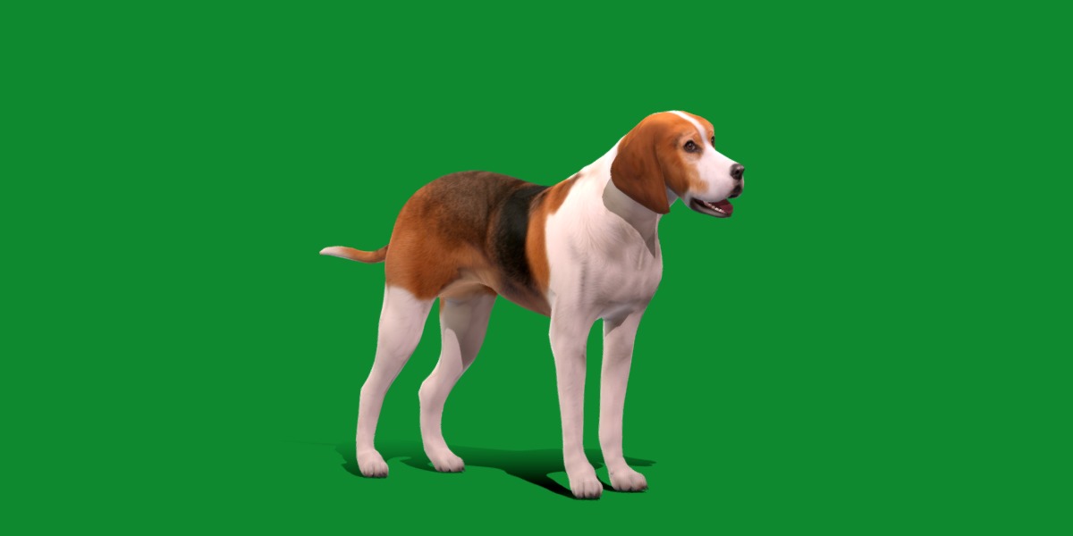 American Foxhound Dog Low-poly 3D model_20