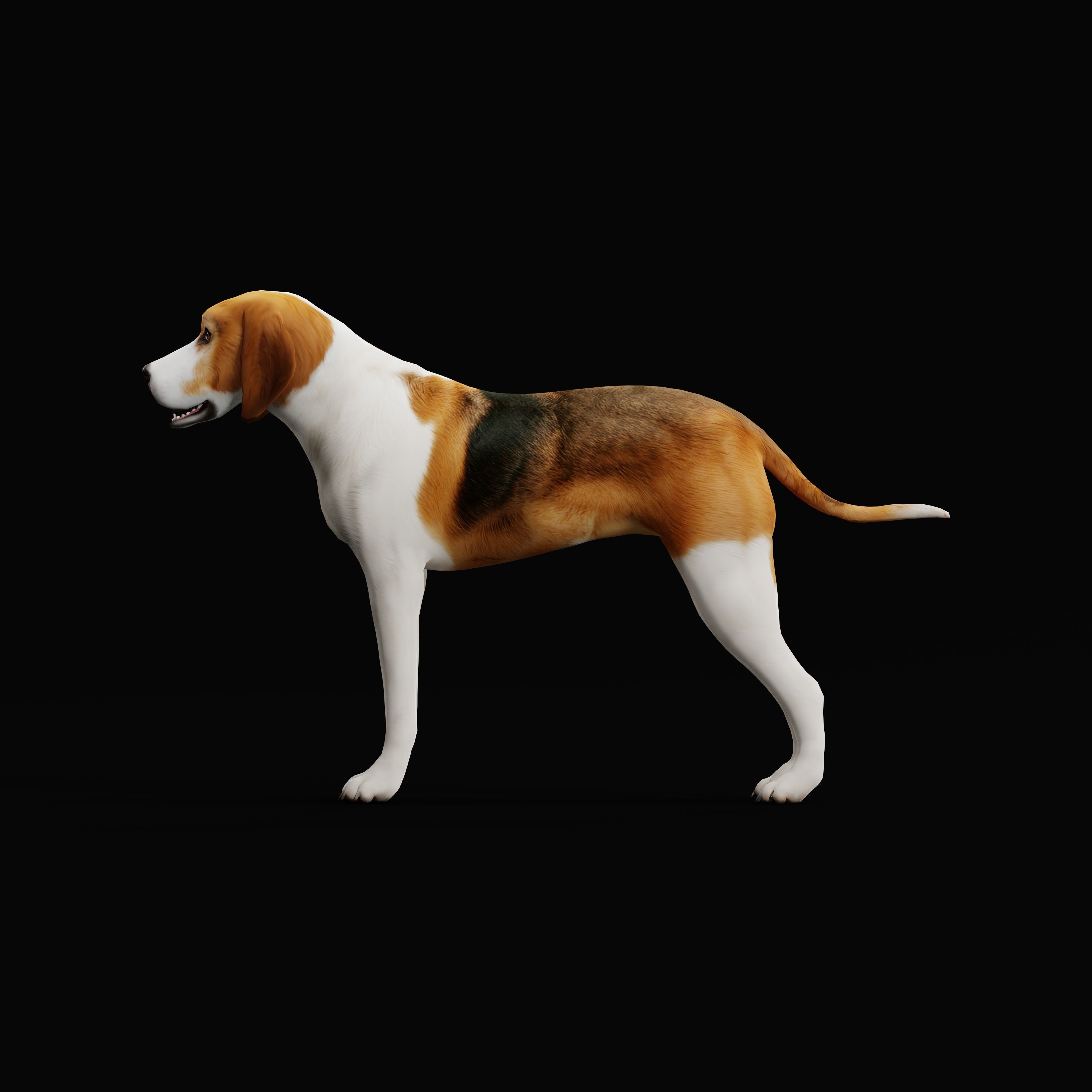 American Foxhound Dog Low-poly 3D model_36