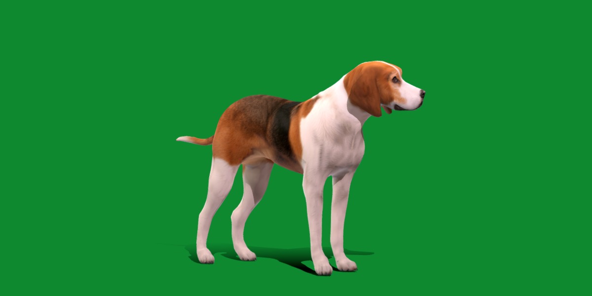 American Foxhound Dog Low-poly 3D model_2