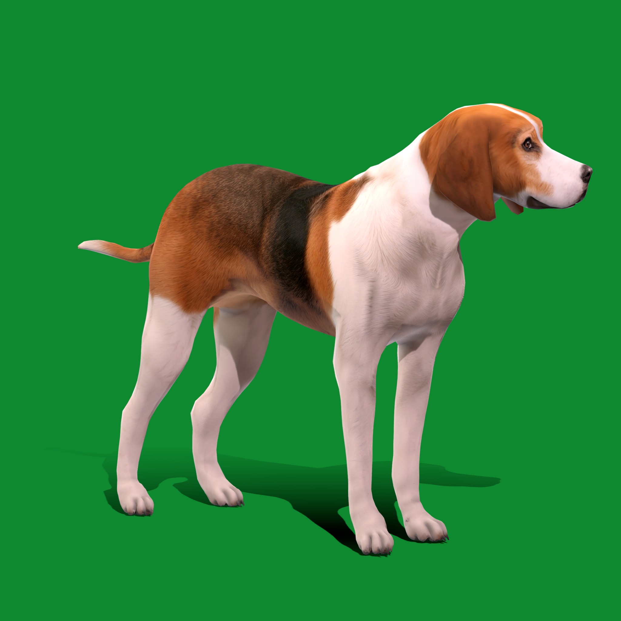 American Foxhound Dog Low-poly 3D model_19