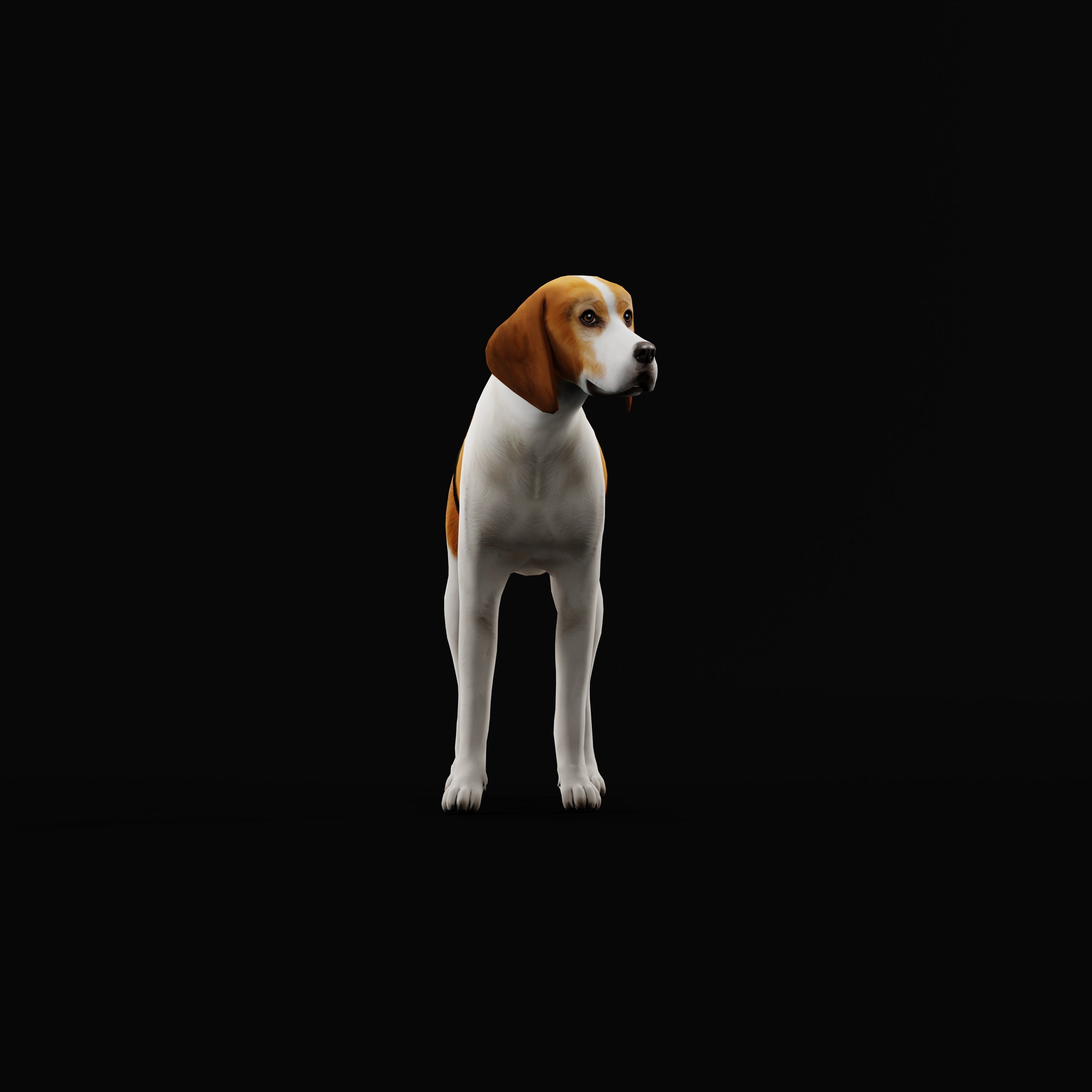 American Foxhound Dog Low-poly 3D model_31