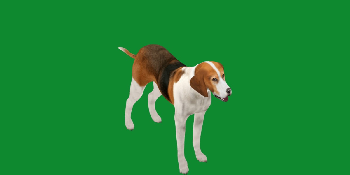 American Foxhound Dog Low-poly 3D model_25