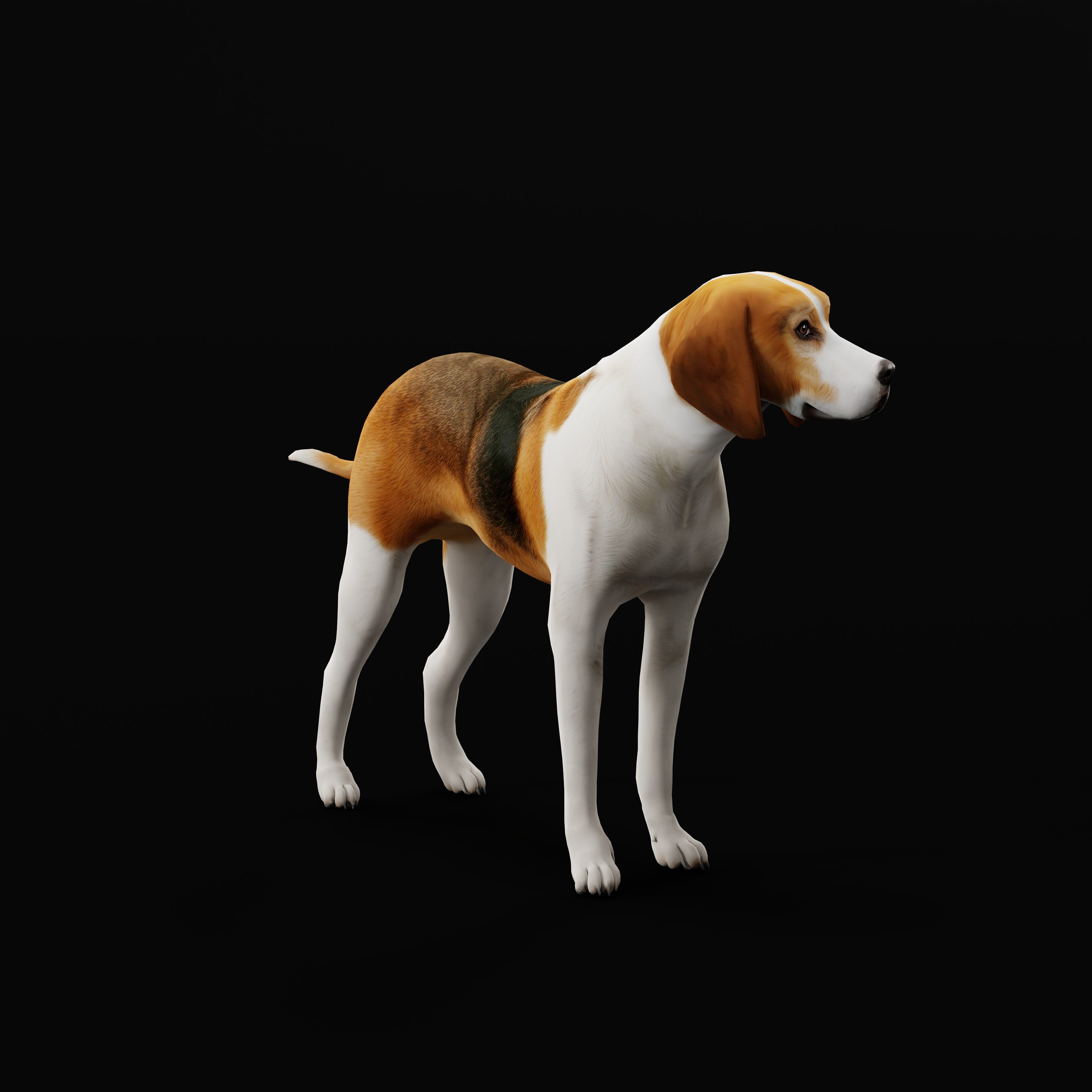 American Foxhound Dog Low-poly 3D model_30