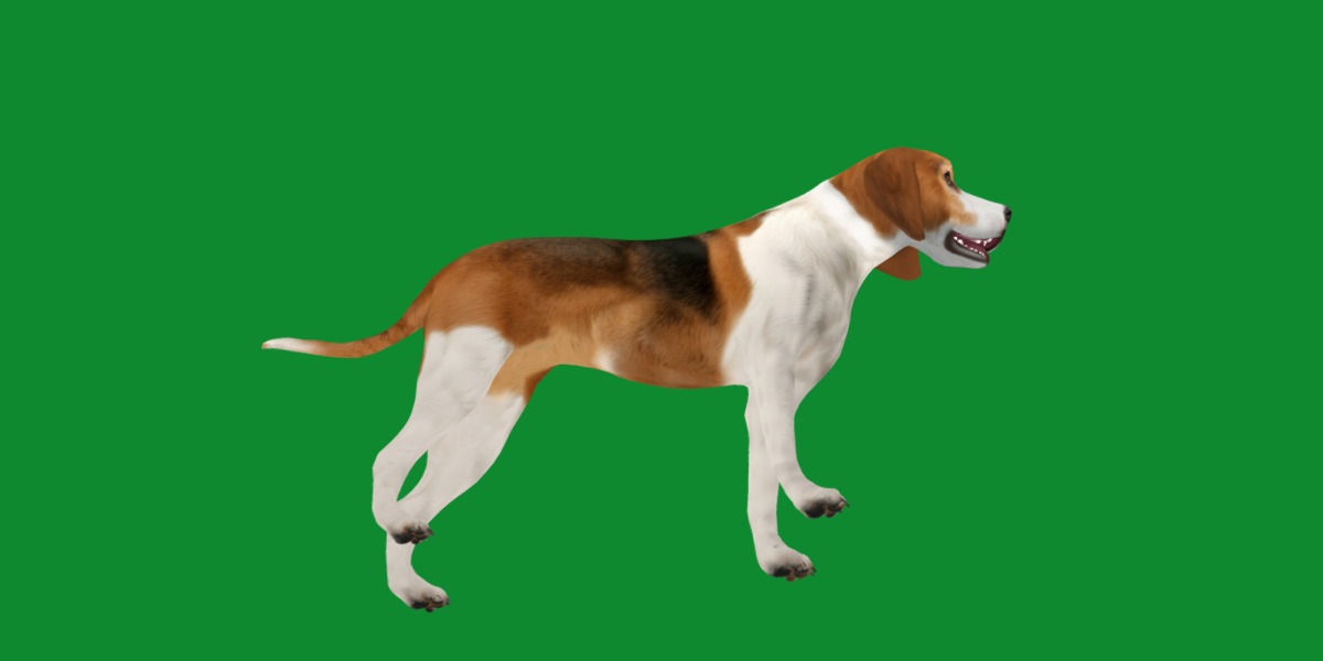 American Foxhound Dog Low-poly 3D model_24