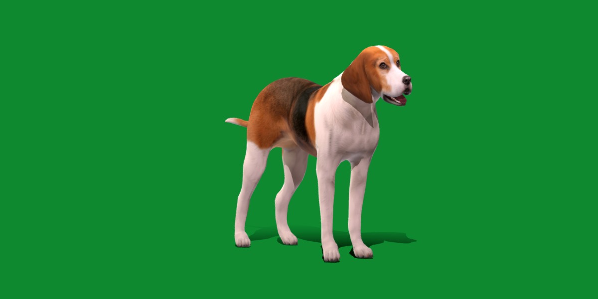 American Foxhound Dog Low-poly 3D model_17