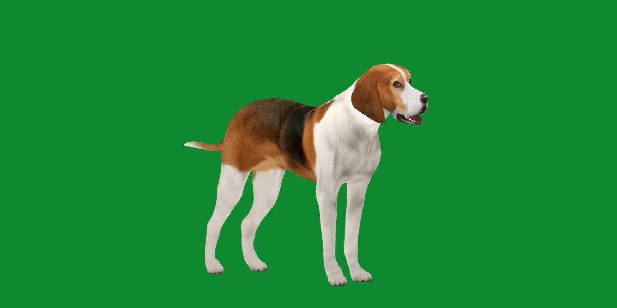 American Foxhound Dog Low-poly 3D model_23