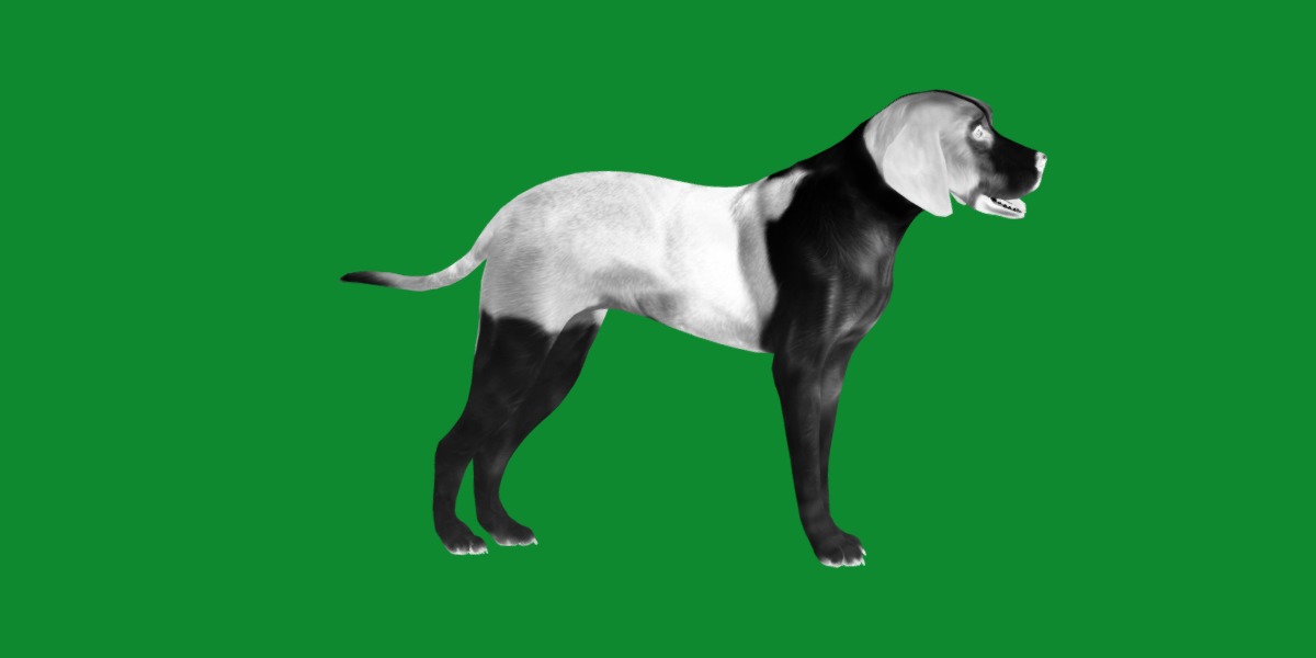 American Foxhound Dog Low-poly 3D model_5
