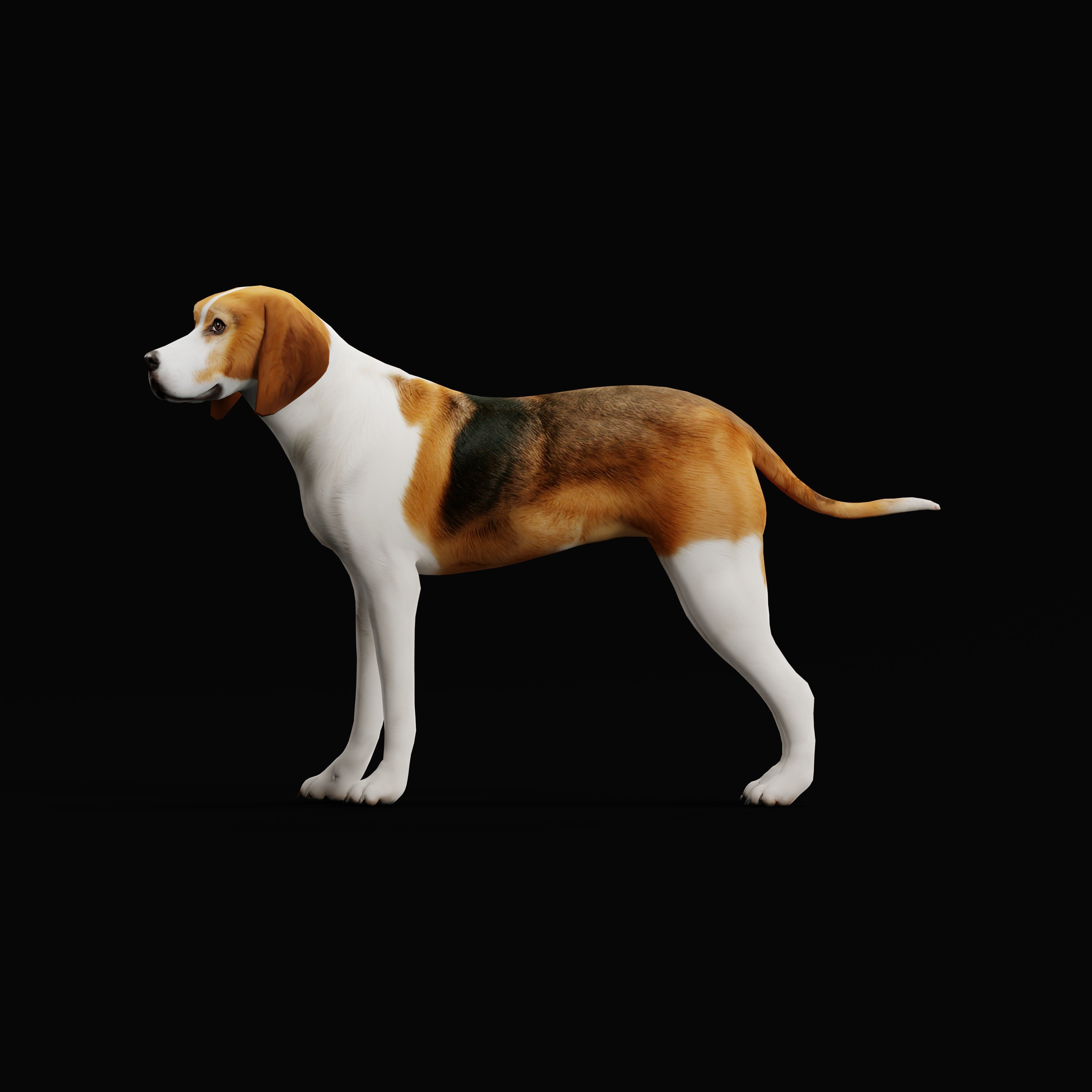 American Foxhound Dog Low-poly 3D model_32