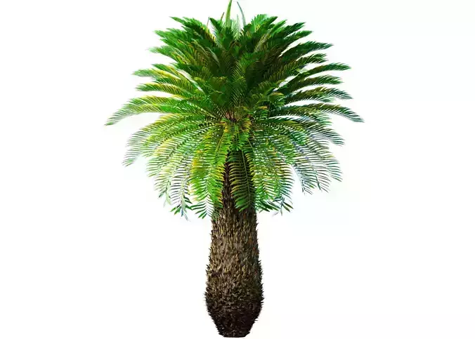 Decorative Evergreen Tall Lush Palm Tree tropical outdoor