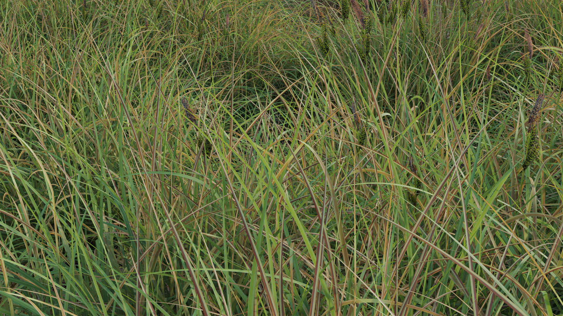 Carex elata - Bowles Golden Sedge Low-poly 3D model_6