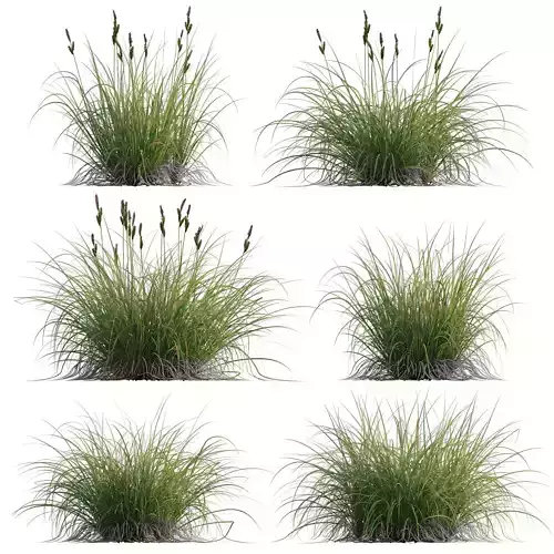 Carex elata - Bowles Golden Sedge