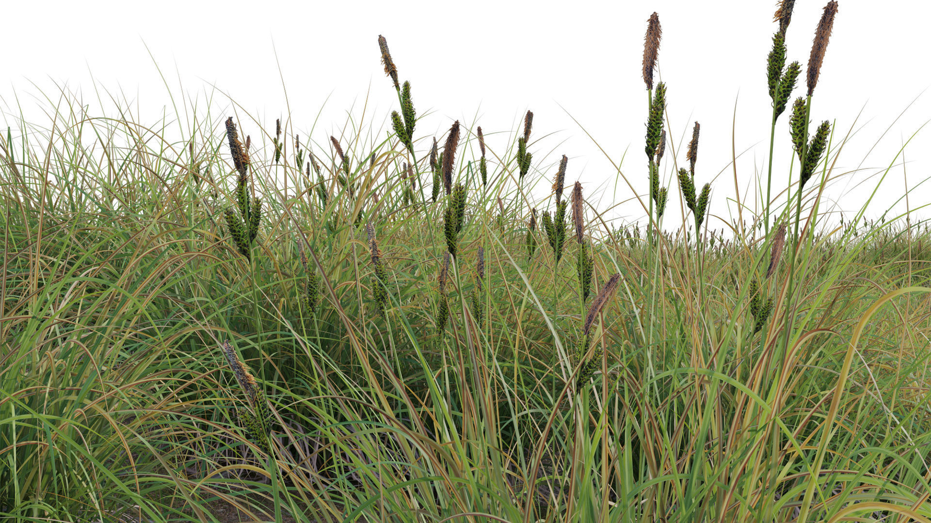 Carex elata - Bowles Golden Sedge Low-poly 3D model_7