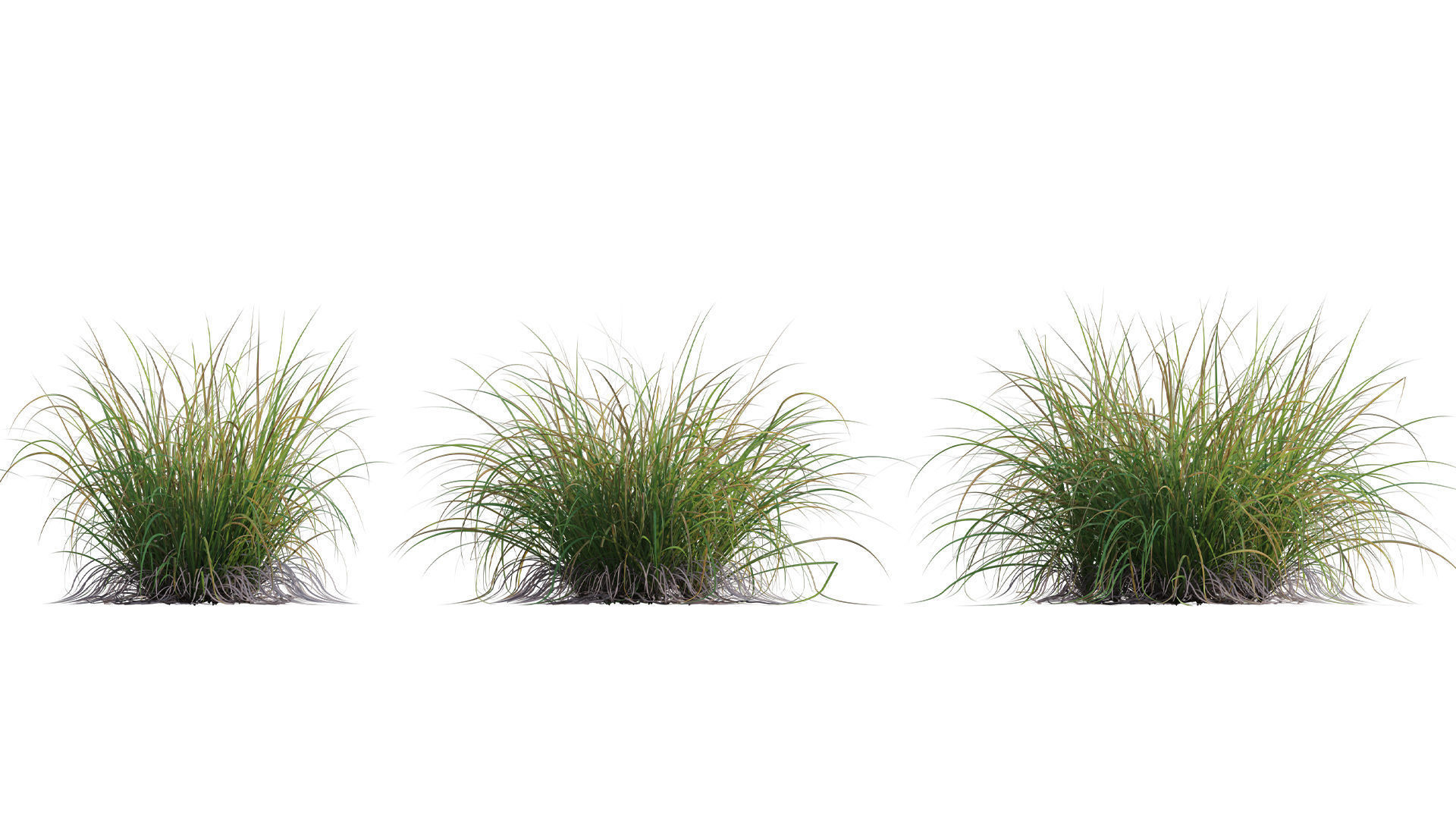 Carex elata - Bowles Golden Sedge Low-poly 3D model_4
