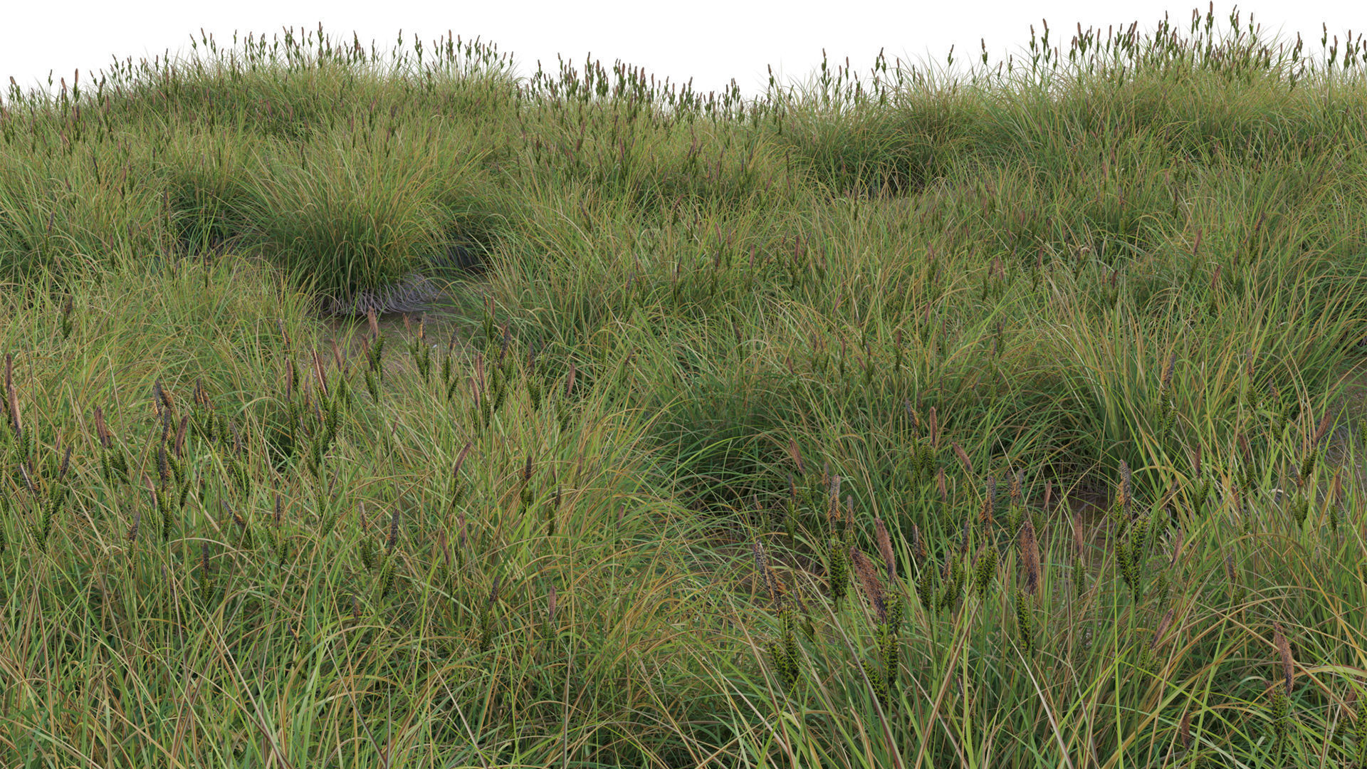 Carex elata - Bowles Golden Sedge Low-poly 3D model_5