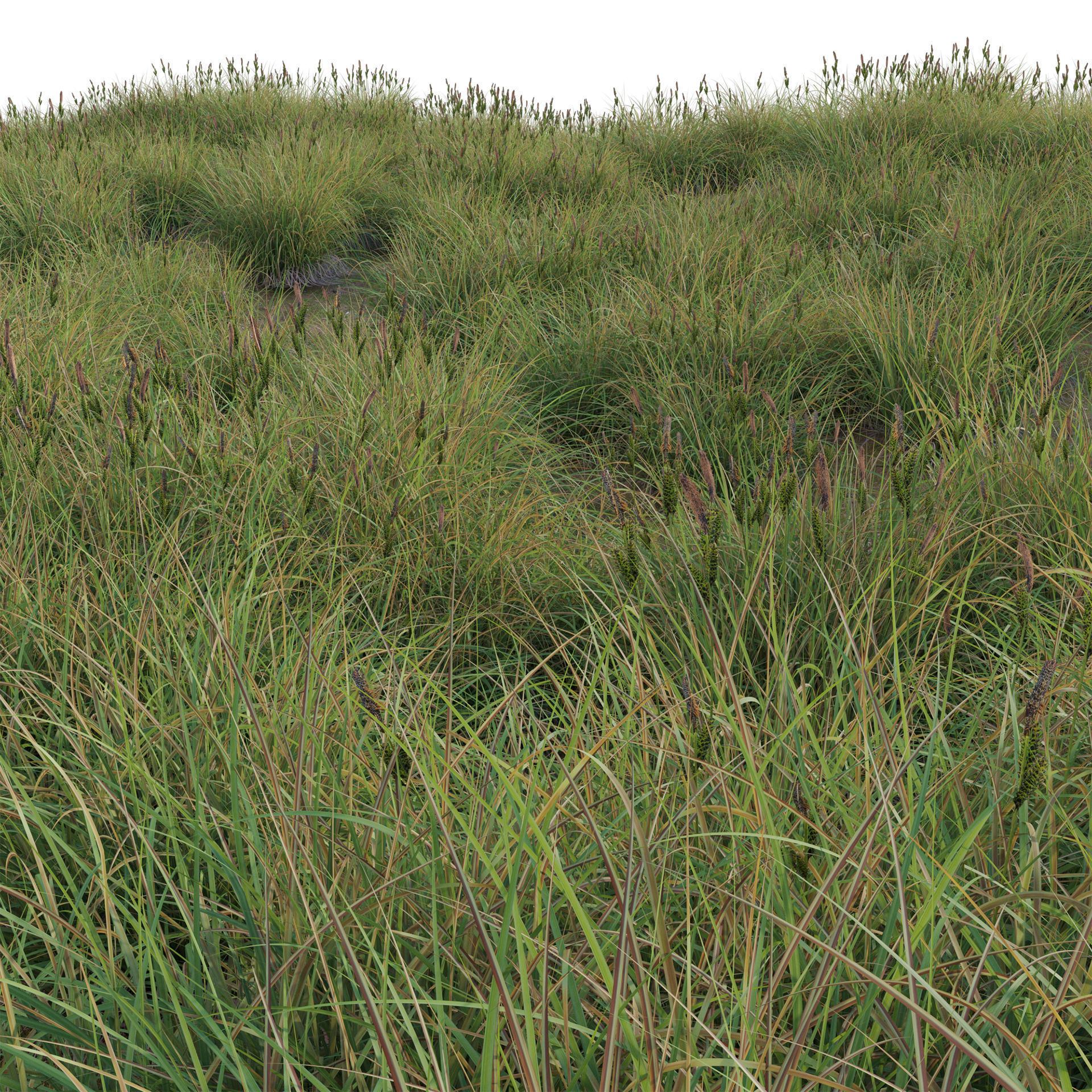 Carex elata - Bowles Golden Sedge Low-poly 3D model_1
