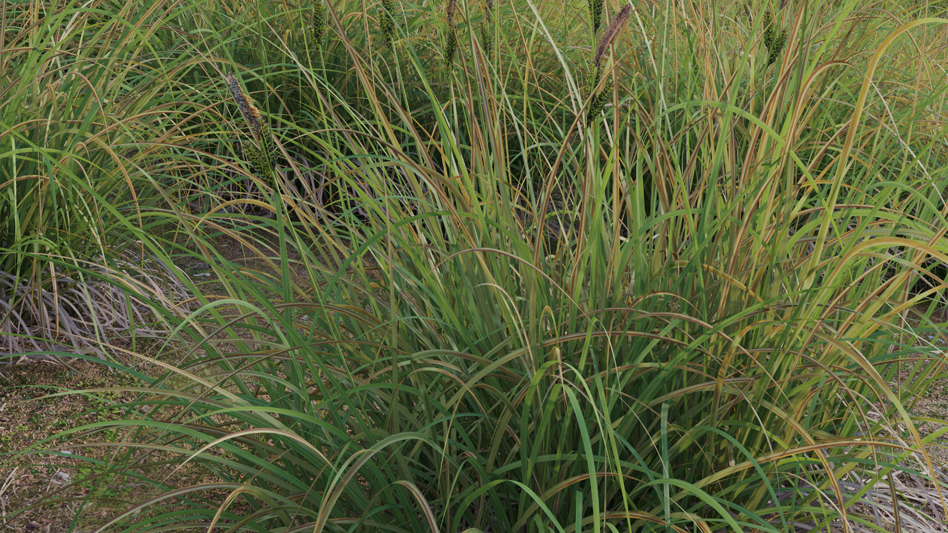 Carex elata - Bowles Golden Sedge Low-poly 3D model_8