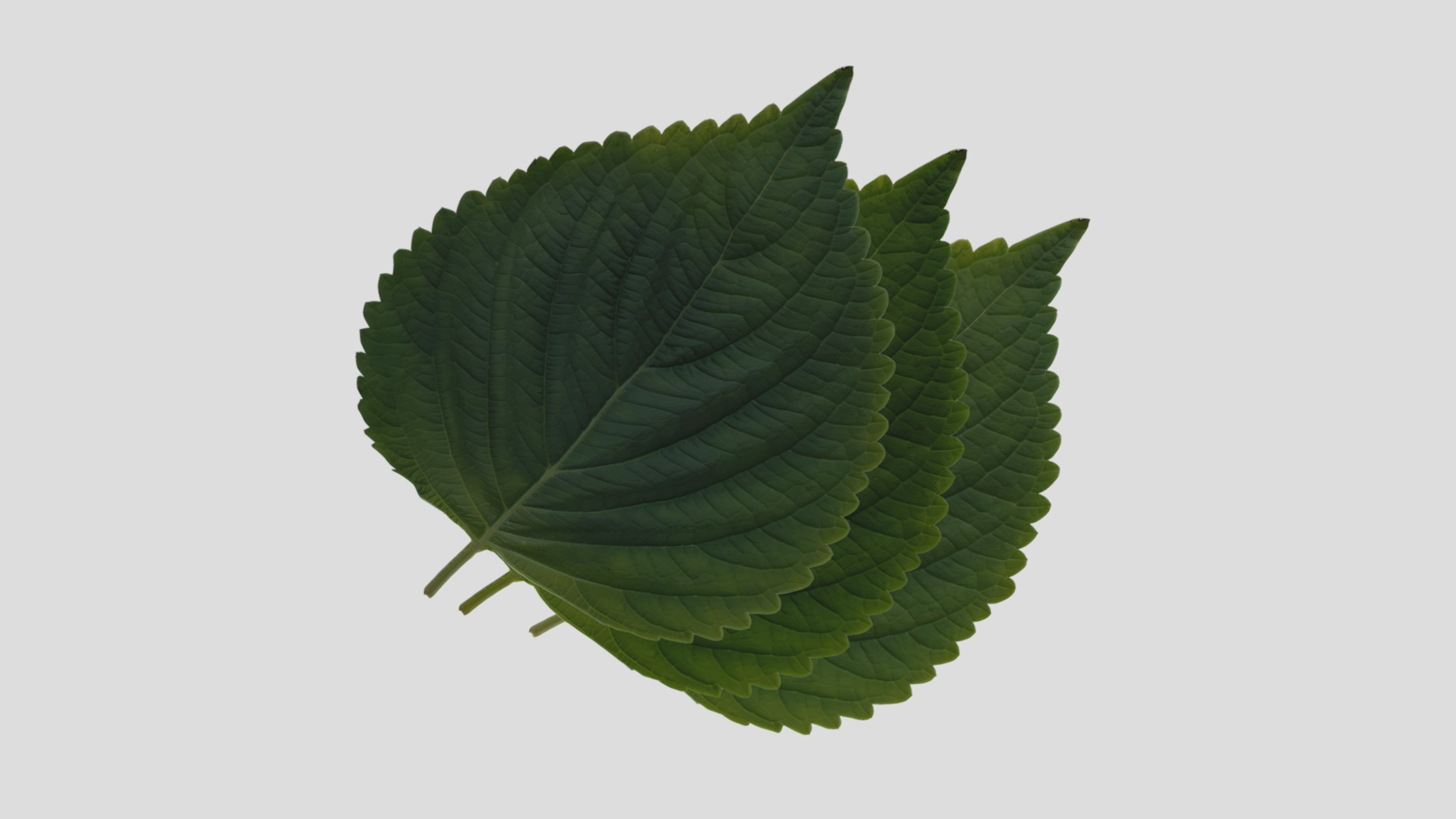 Perilla Low Poly Low-poly 3D model_8