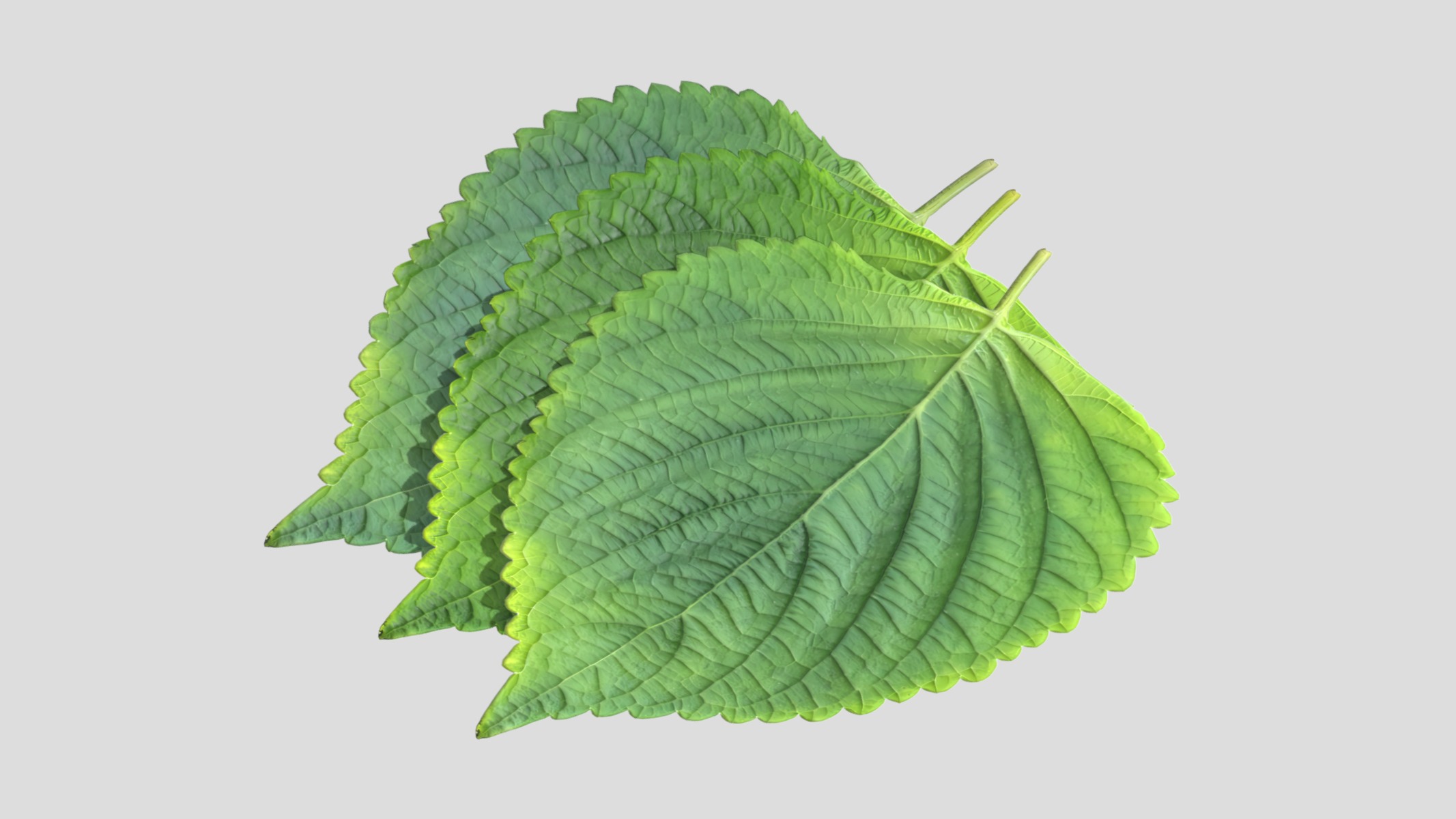 Perilla Low Poly Low-poly 3D model_6