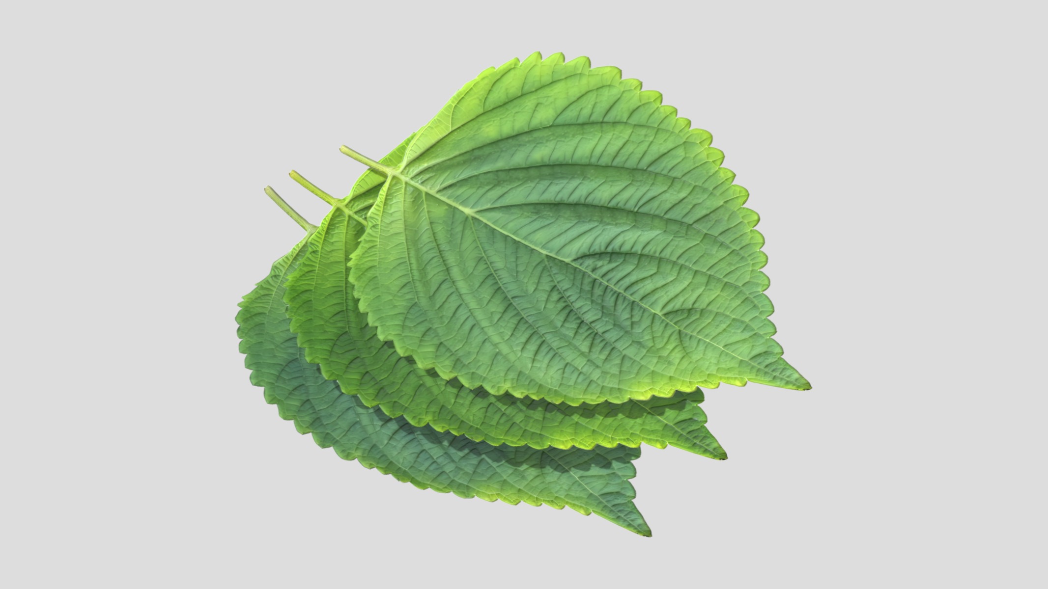 Perilla Low Poly Low-poly 3D model_4