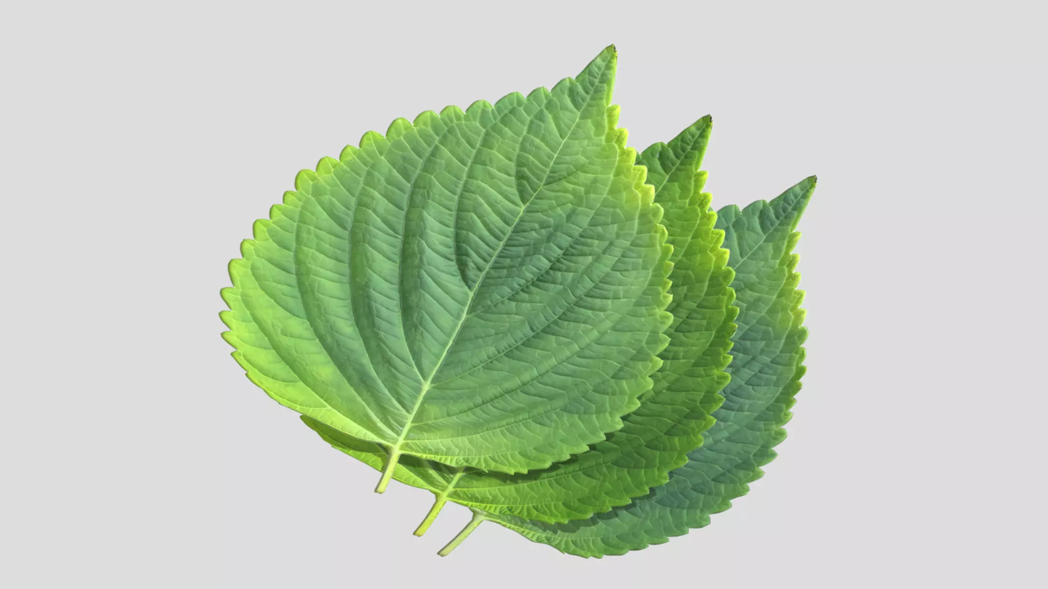 Perilla Low Poly Low-poly 3D model_0