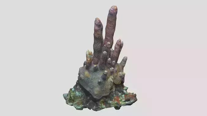 Pillar Coral Low Poly Low-poly 3D model