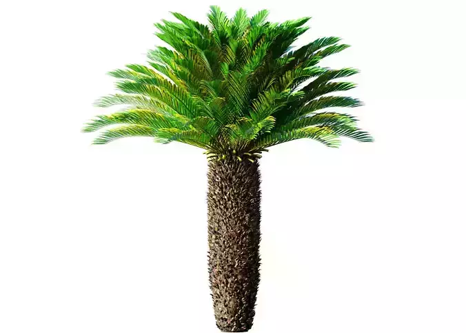 Ornamental Evergreen Palm Tree exotic tropical