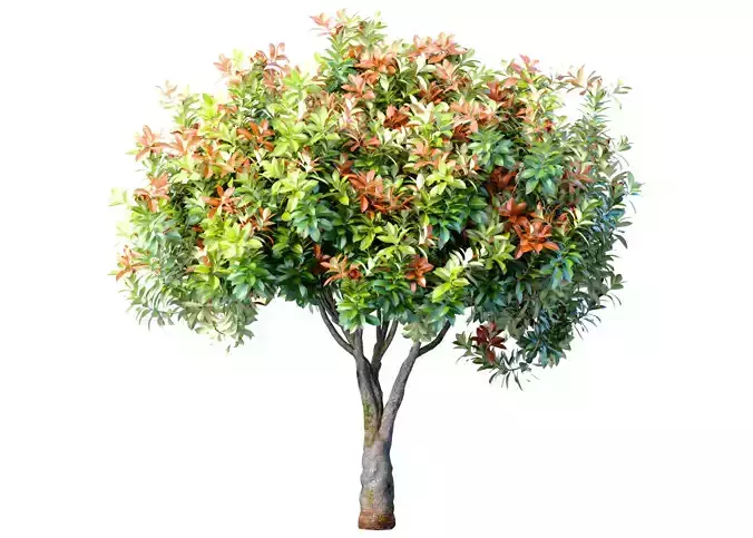 Decorative Evergreen Garden Outdoor Tree Shrub