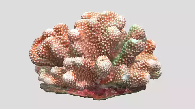 Pocillopora coral Low Poly Low-poly 3D model Pocillopora coral Low Poly Low-poly 3D model