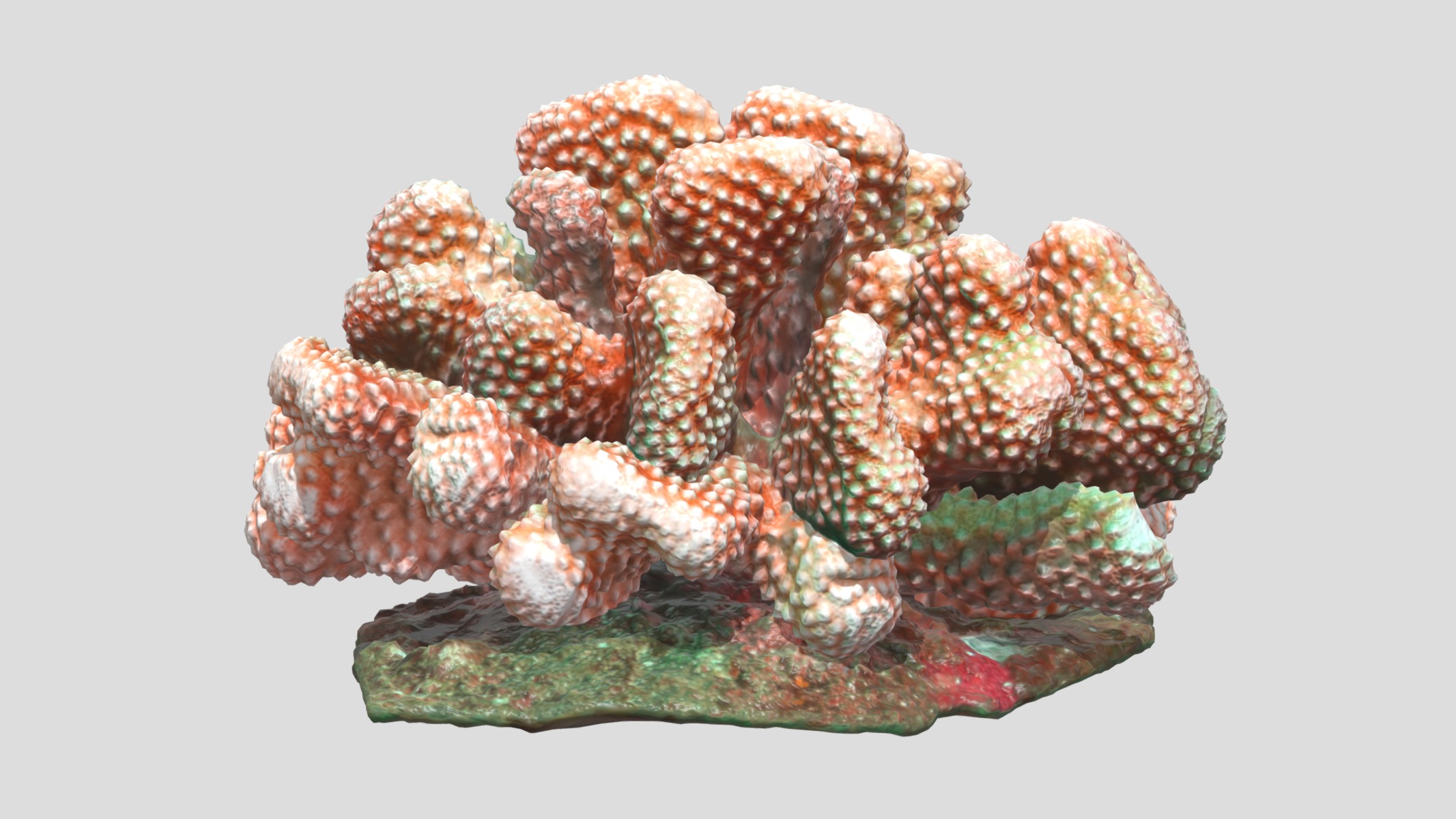 Pocillopora coral Low Poly Low-poly 3D model_6