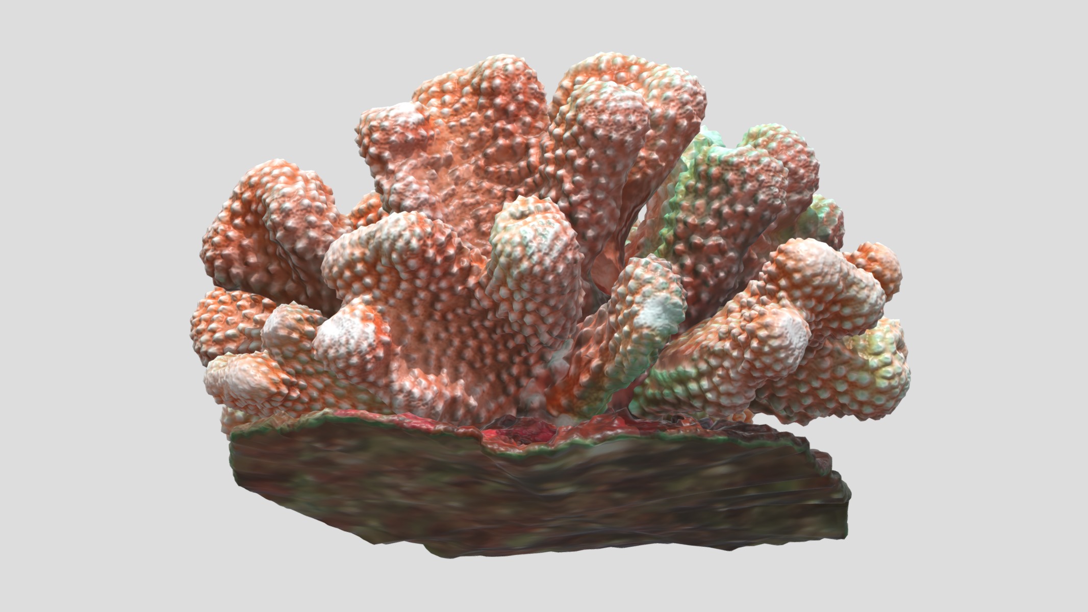 Pocillopora coral Low Poly Low-poly 3D model_10