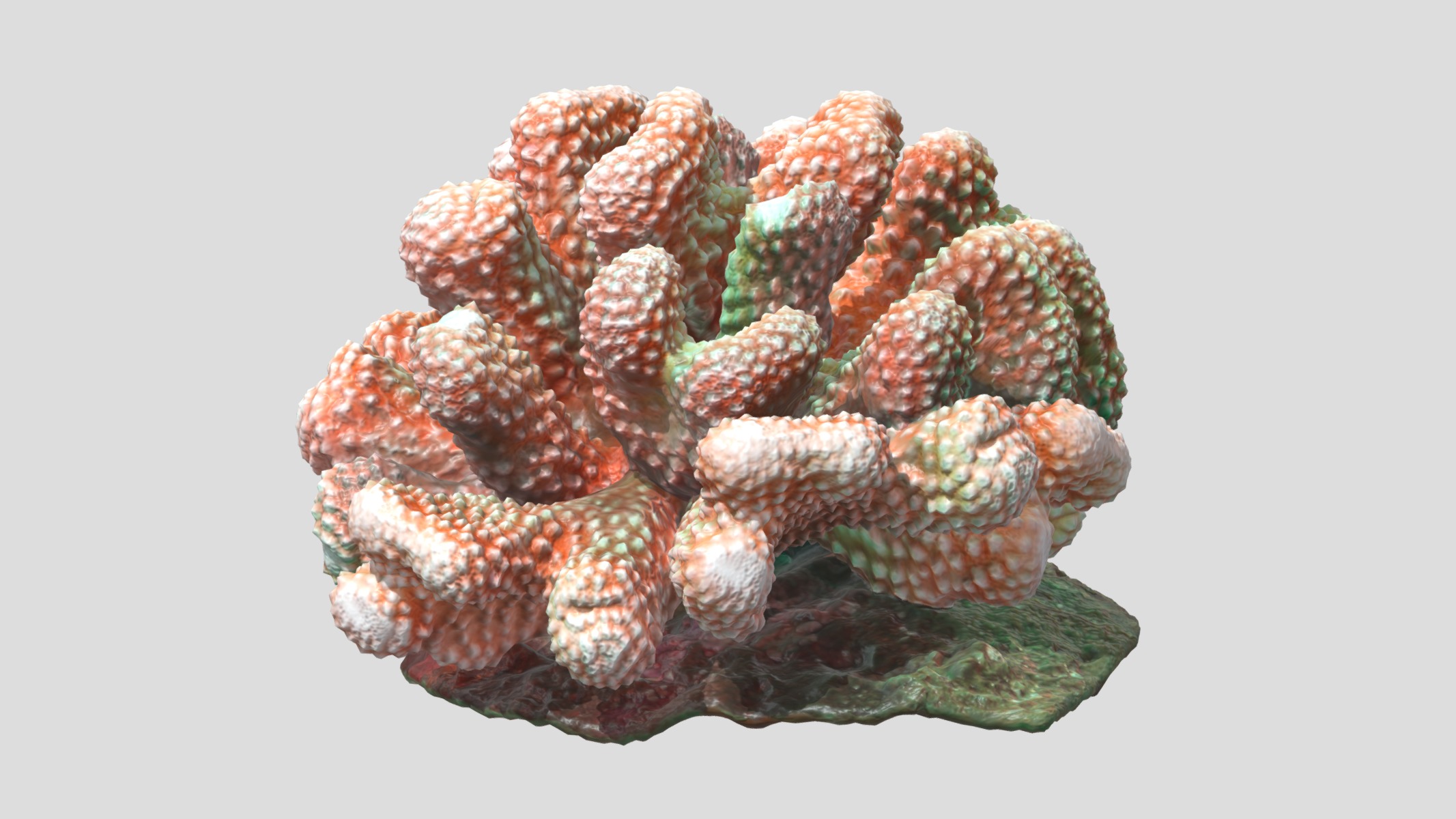 Pocillopora coral Low Poly Low-poly 3D model_4