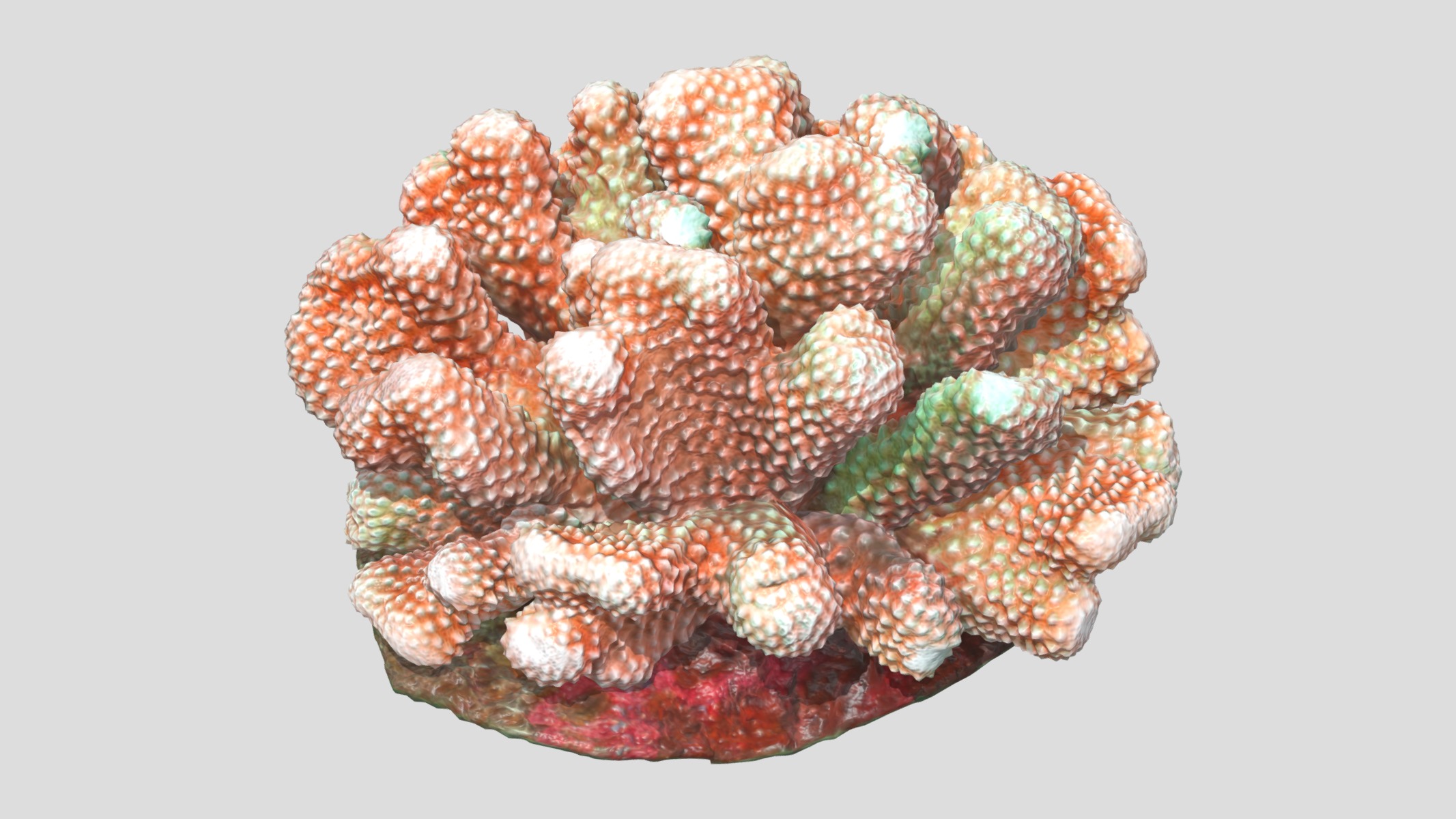 Pocillopora coral Low Poly Low-poly 3D model_8