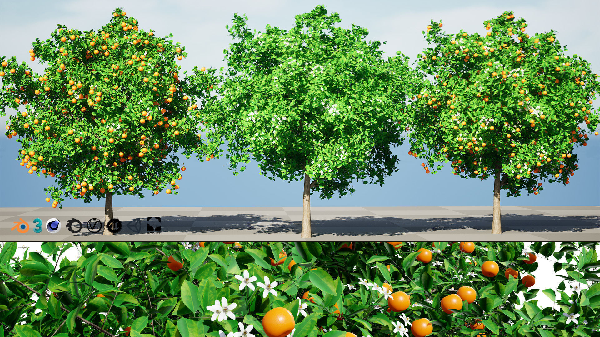 Orange Trees 3D Model Low-poly 3D model_3