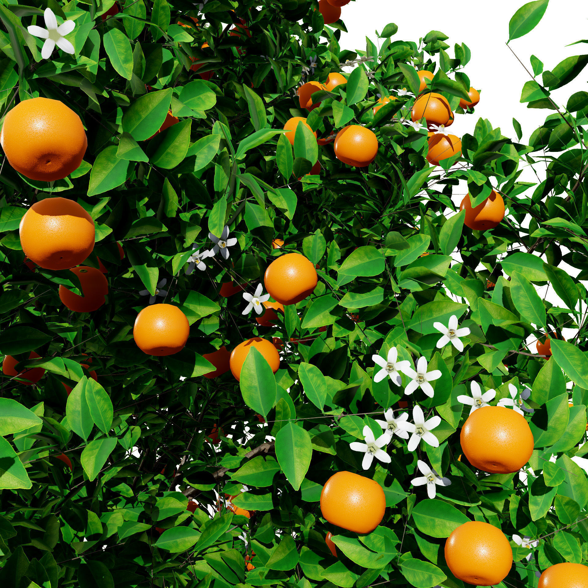 Orange Trees 3D Model Low-poly 3D model_5