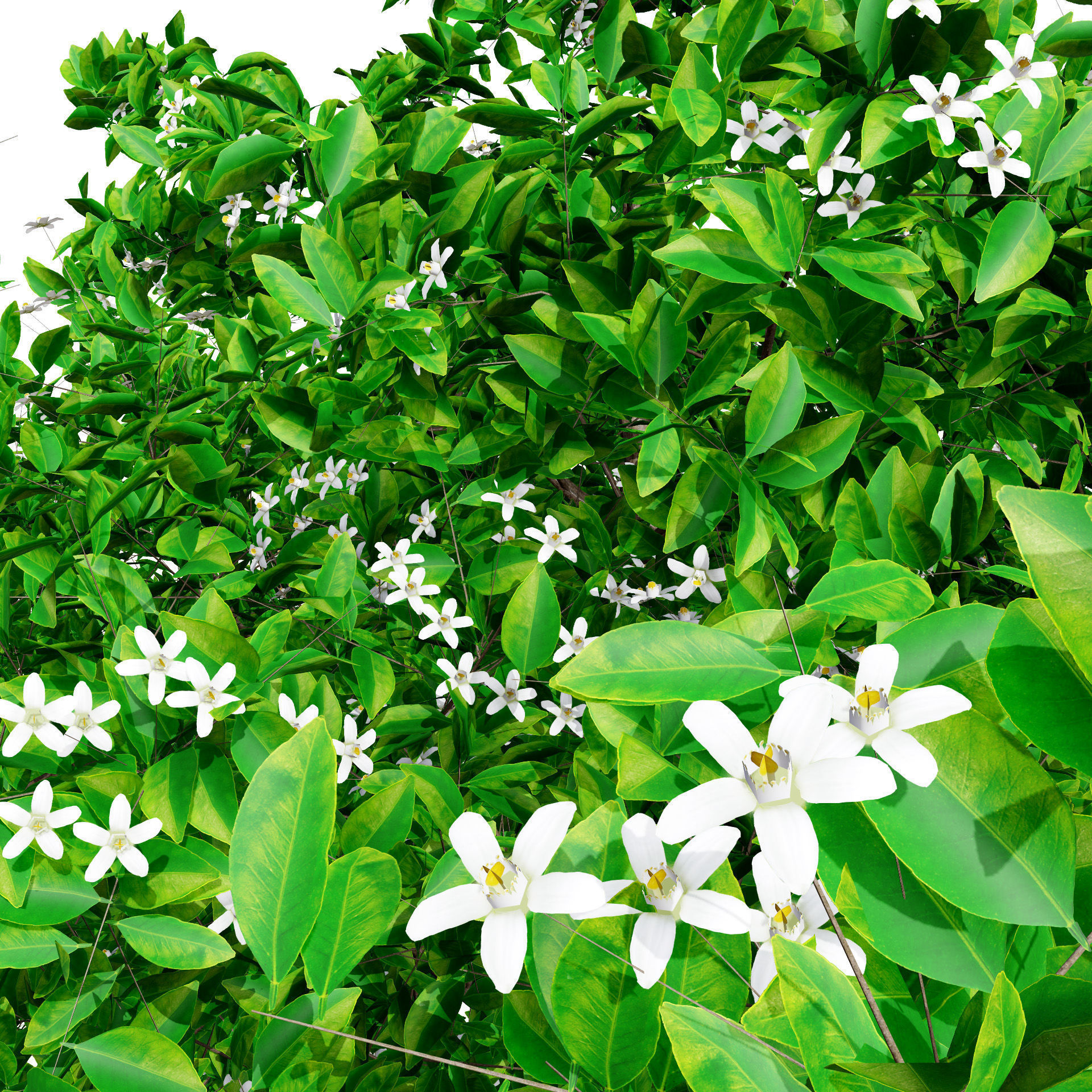 Orange Trees 3D Model Low-poly 3D model_7