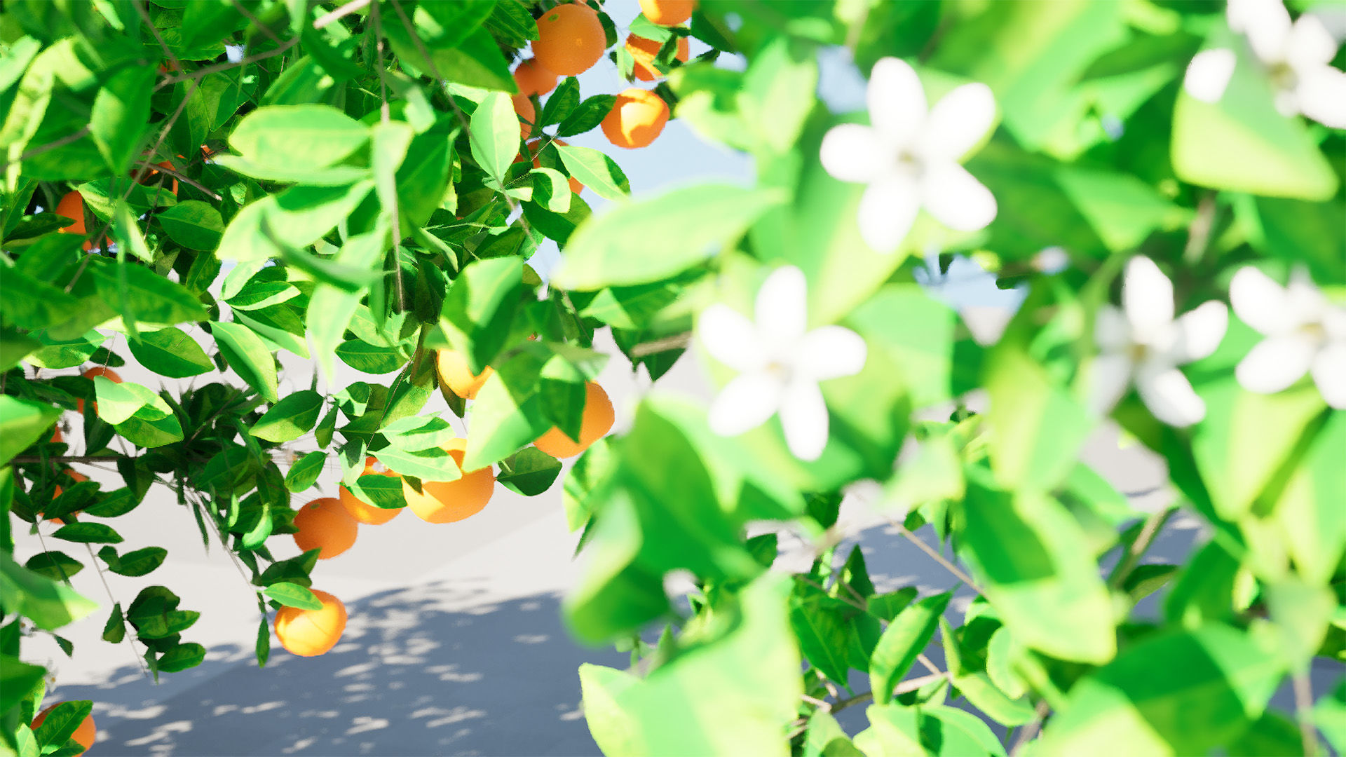 Orange Trees 3D Model Low-poly 3D model_4