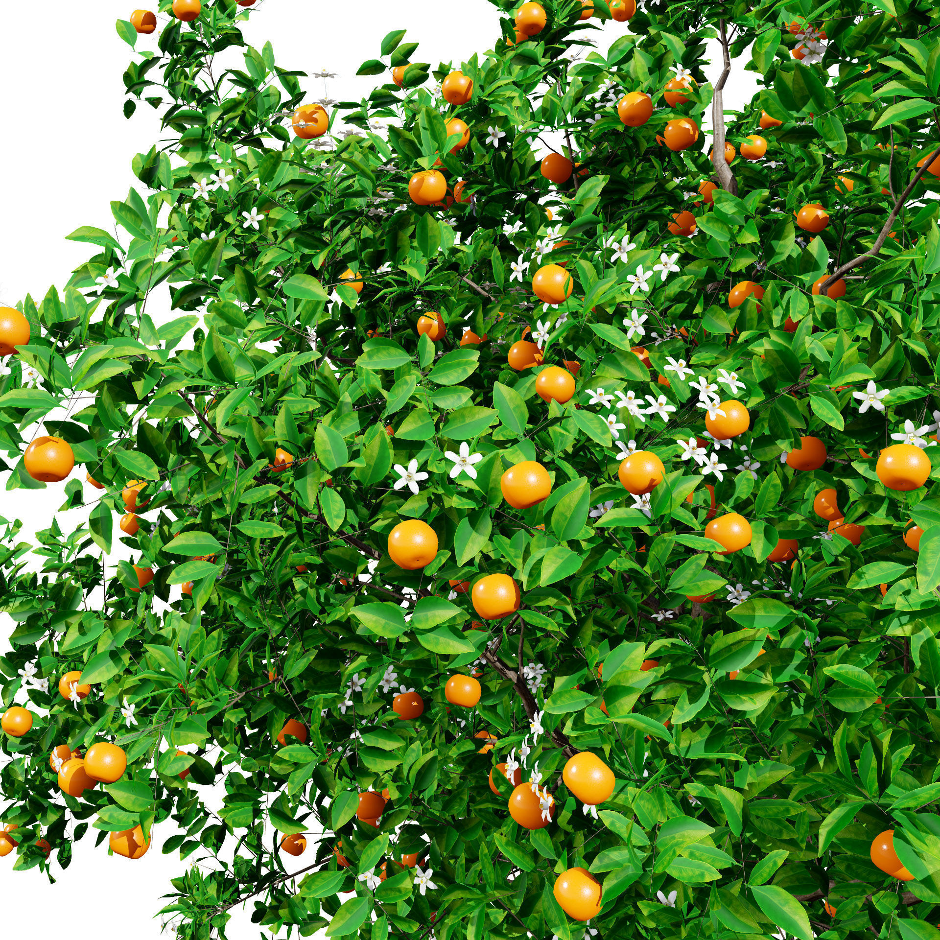 Orange Trees 3D Model Low-poly 3D model_6