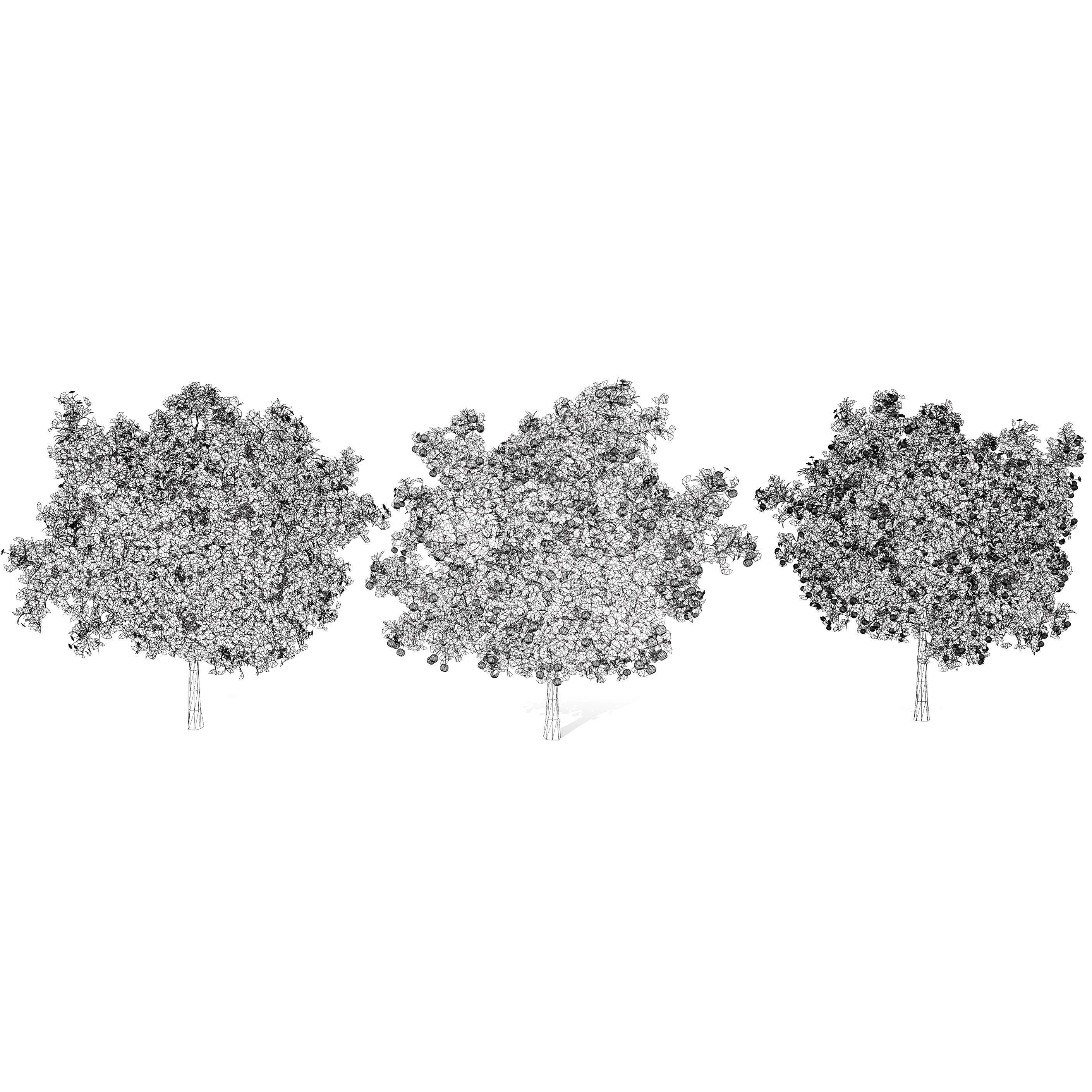 Orange Trees 3D Model Low-poly 3D model_9