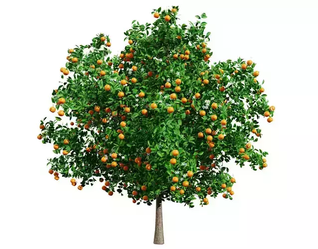 Orange Trees 3D Model Low-poly 3D model