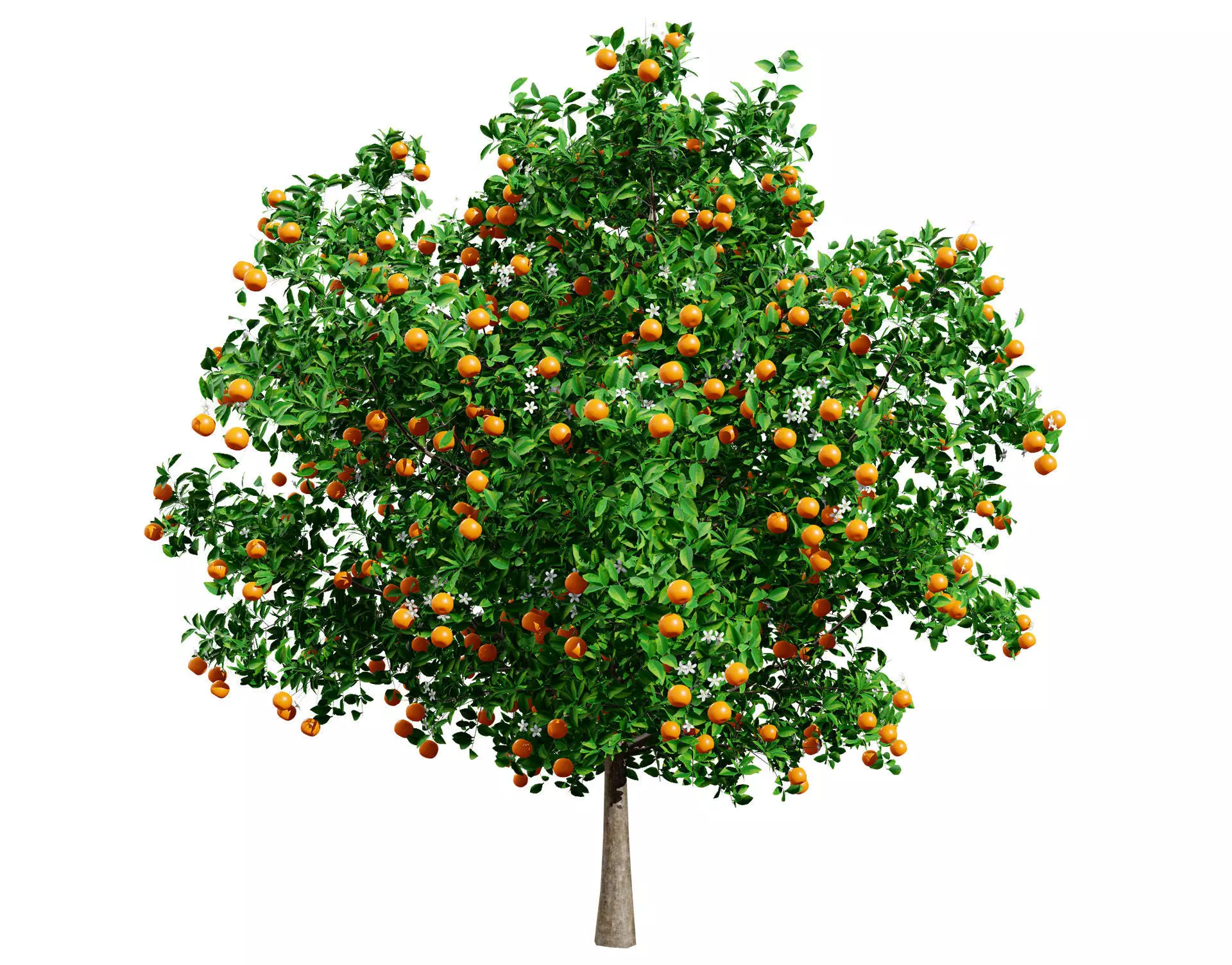 Orange Trees 3D Model Low-poly 3D model_0